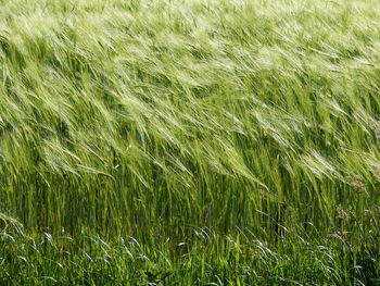 Full frame shot of corn field