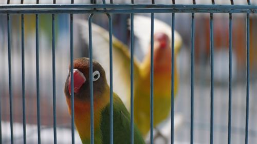 Close-up of parrot in cage