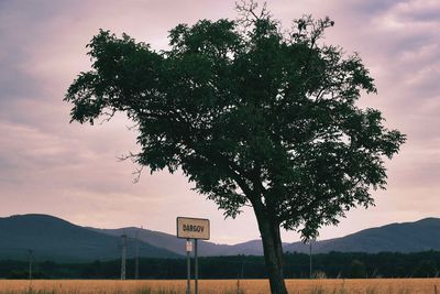 Tree by road against sky