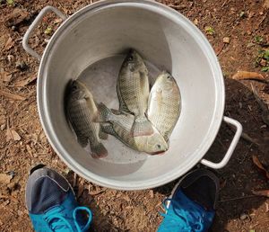 Low section of man standing by fish in container on field