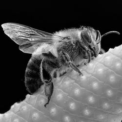 Close-up of insect against gray background