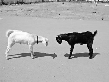 Dogs playing on sand at beach