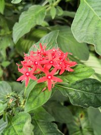 Close-up of red flowers blooming outdoors