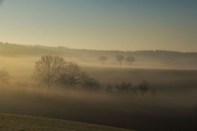 Trees on field against sky during foggy weather