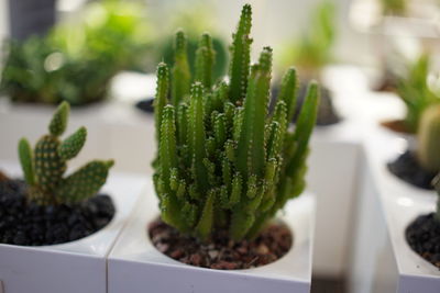 Close-up of succulent plant on table