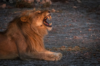 Close-up of a cat yawning