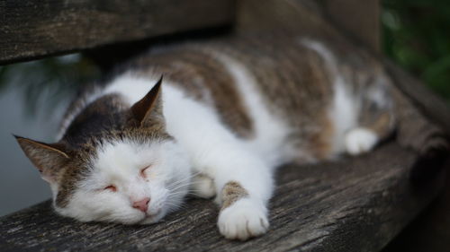 Close-up of cat sleeping