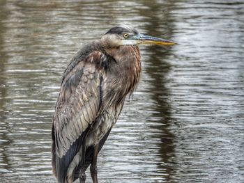 Great blue heron in the lake.