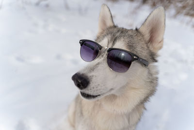 Close-up portrait of dog