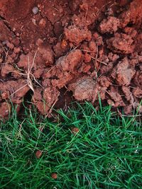 High angle view of dry plant on rock