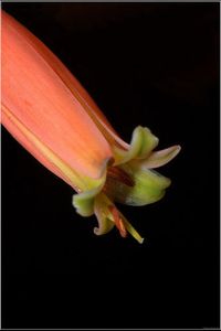 Close-up of flower over black background