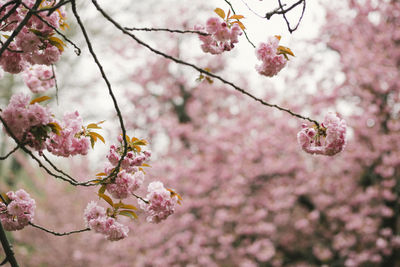 Close-up of pink cherry blossoms in spring