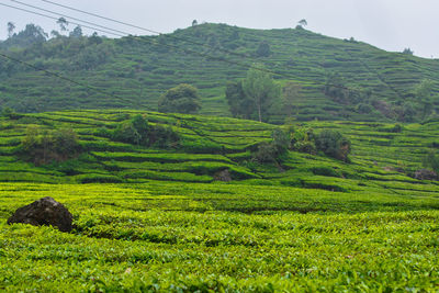 Scenic view of agricultural field