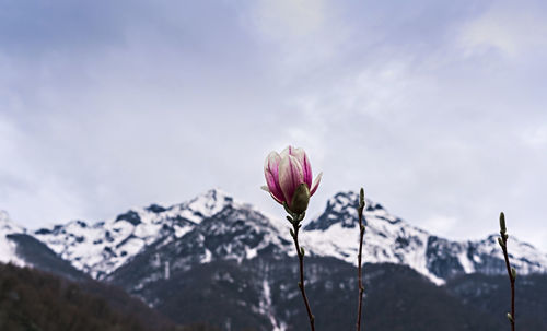 White pink magnolia flower close-up against background of snow capped peaks of caucasus mountains 