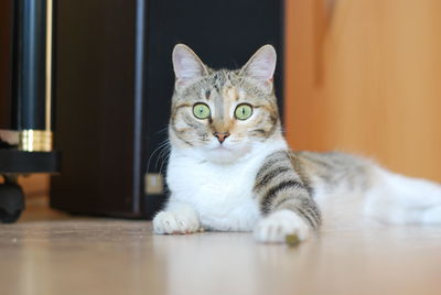 Portrait of tabby cat on table