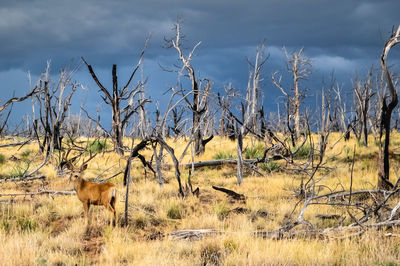 Wild animal in burnt plain