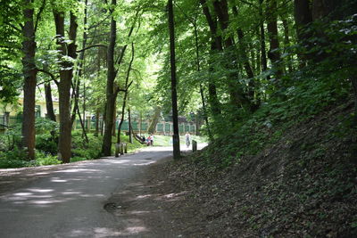 Road passing through forest