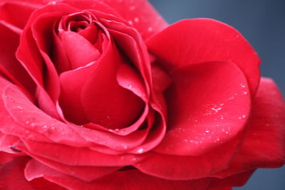 Close-up of wet red rose