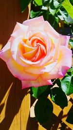 Close-up of rose blooming outdoors