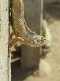 Close-up of lizard