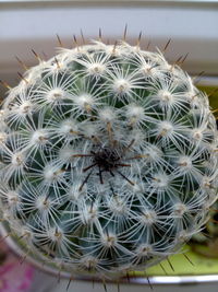 Close-up of cactus