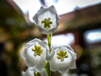 Close-up of white rose flower