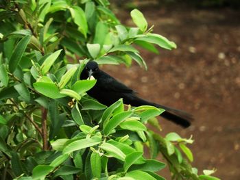 Close-up of bird perching on plant