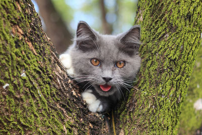 A grey cat resembles of british longhair mixed with maine coon climb a tree and showing its tounge.