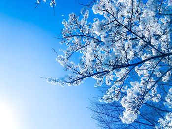 Low angle view of cherry blossom against blue sky