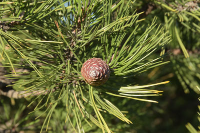 Close-up of pine cone on tree