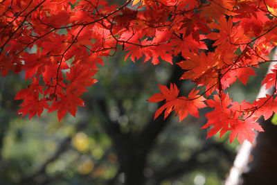 Close-up of maple leaves on tree