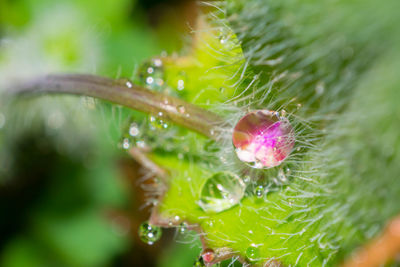 Close-up of water drops on flower