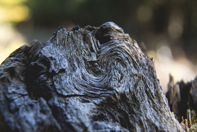 Close-up of dead tree trunk during winter