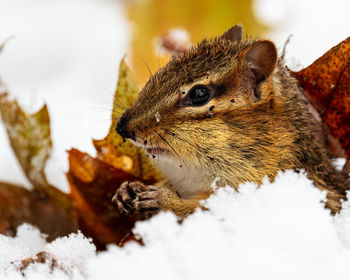 Close-up of squirrel in snow