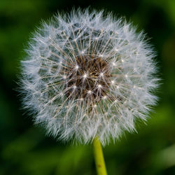 Close-up of dandelion flower