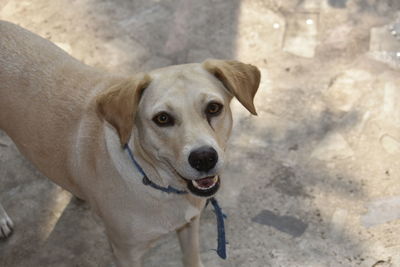 High angle portrait of dog standing outdoors