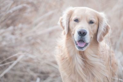 Close-up portrait of dog