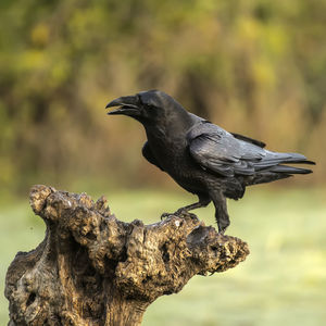 Close-up of raven perching on branch