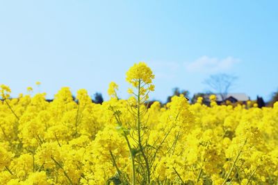 Scenic view of oilseed rape field against clear blue sky