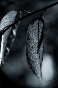 Close-up of dry leaves