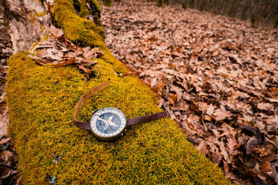 Close-up of autumn leaves on rock