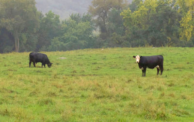 Cow grazing on field