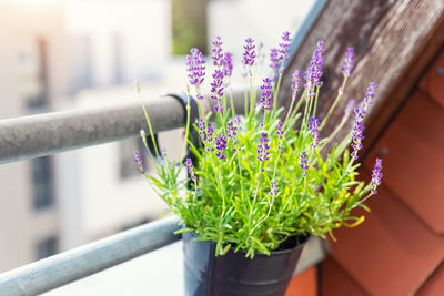 Cropped hand holding plant