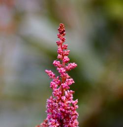 Close-up of pink flower