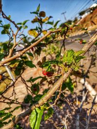 Close-up of plant growing on tree