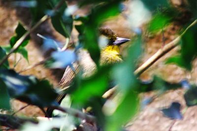 Close-up of a bird flying