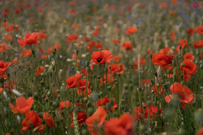 Close-up of red poppy flowers in field