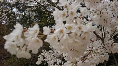 Close-up of white cherry blossom tree