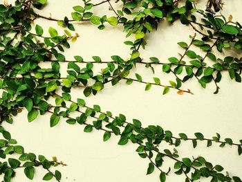 Close-up of ivy on wall