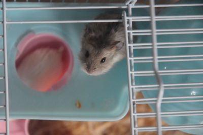 Close-up of stuffed toy in cage